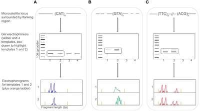 Microsatellites for butterfly conservation: historical challenges, current relevance, and a guide to implementation